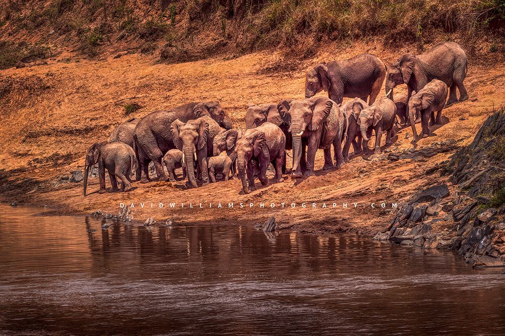 A family of elephants with calves drinking at the Mara River, Kenya