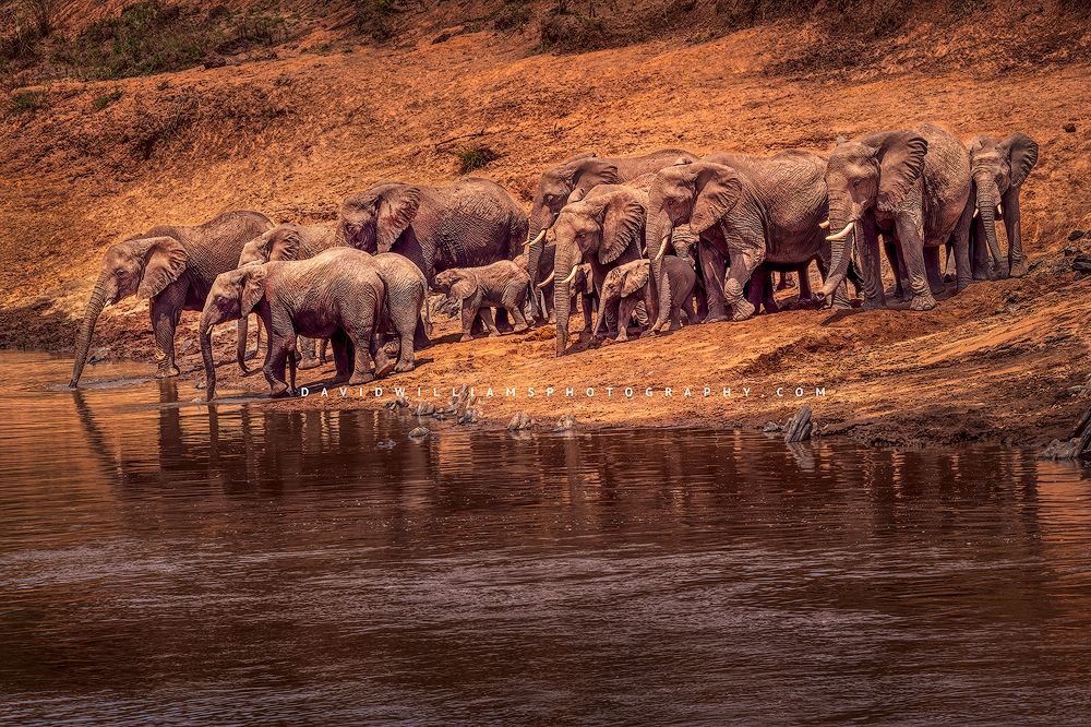 A family of elephants with babies drinking at the Mara River, Kenya