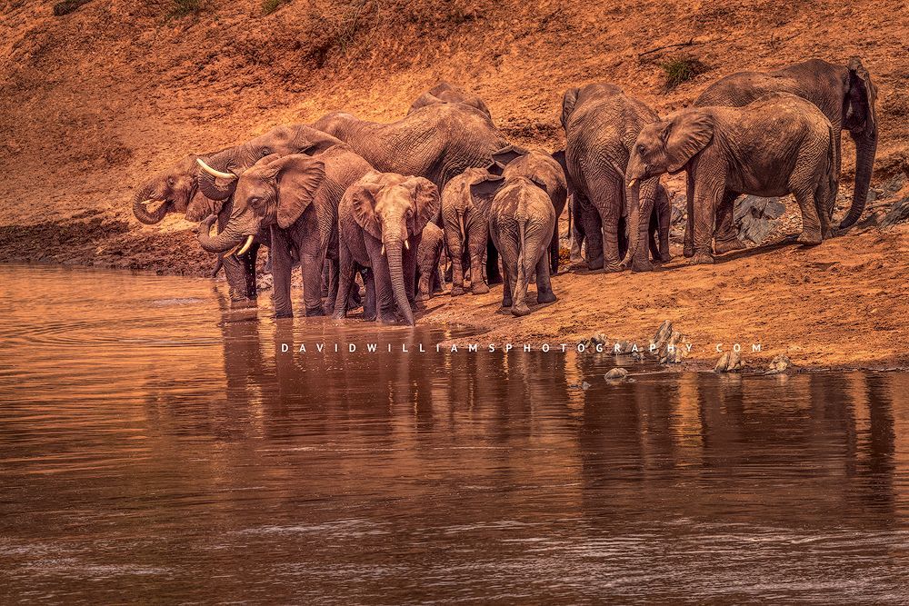 A herd of African Elephants drinking water at the Masai Mara River, Kenya