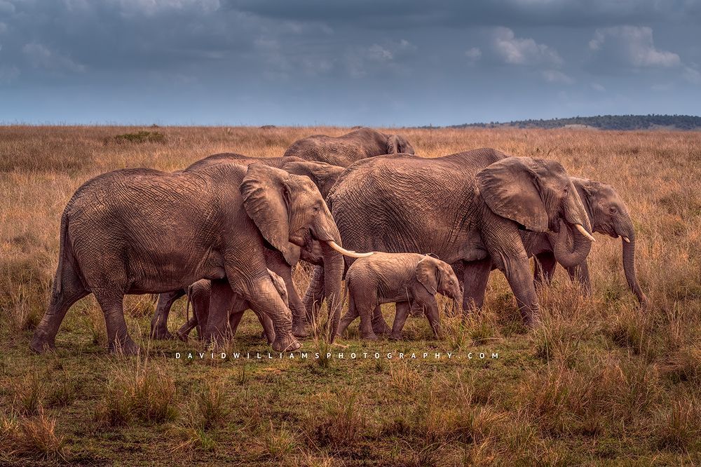 A herd of elephants with calf walking in the golden grasses of Kenya