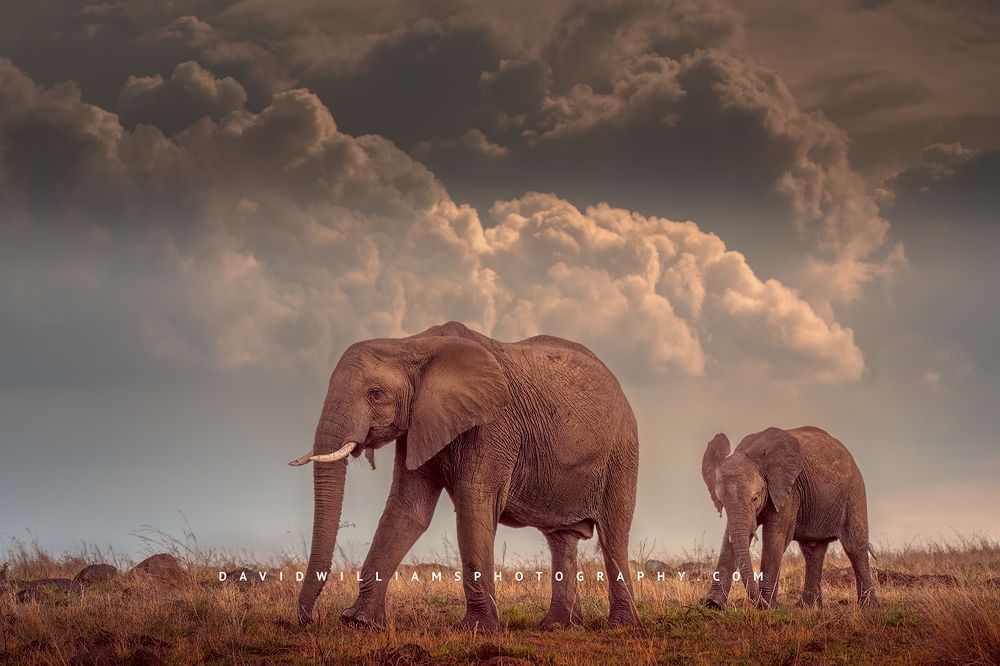 A mother African Elephant and calf in the sun as a storm gathers, Africa