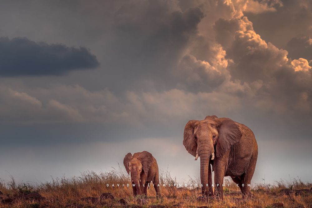 A mother African Elephant and calf in sun against stormy skies, Kenya