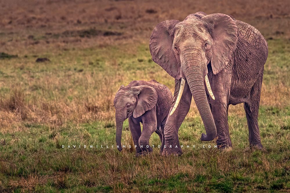 A mother African Elephant and calf in sun lit grass, Kenya