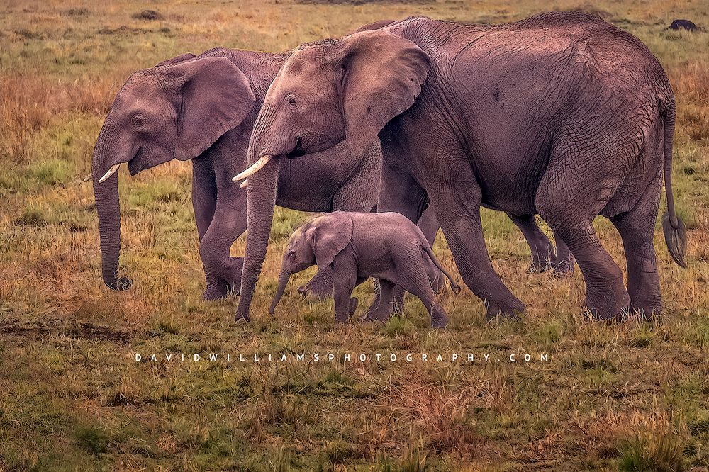 A family of elephants with calf walking in sun lit grass, Kenya