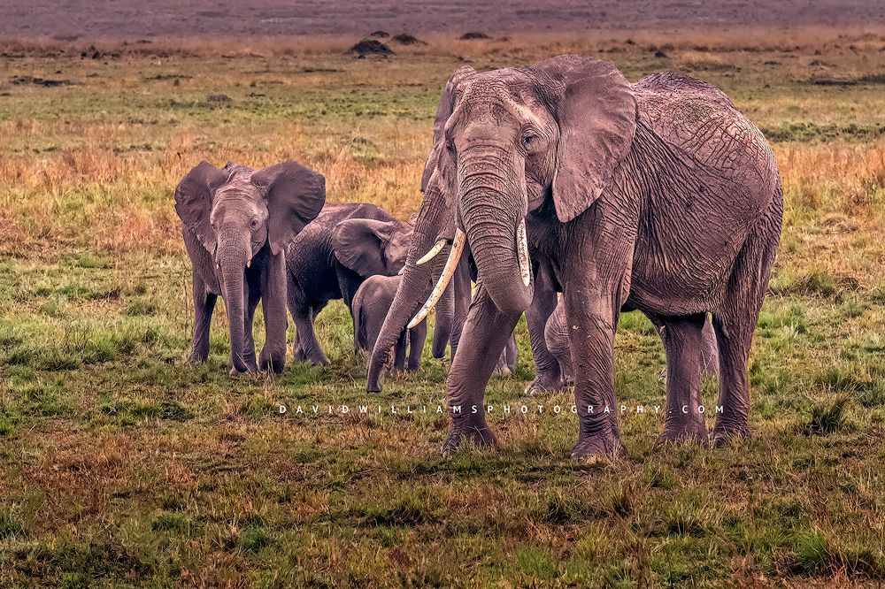 A family of African Elephants with adult protecting babies, Masai Mara, Kenya