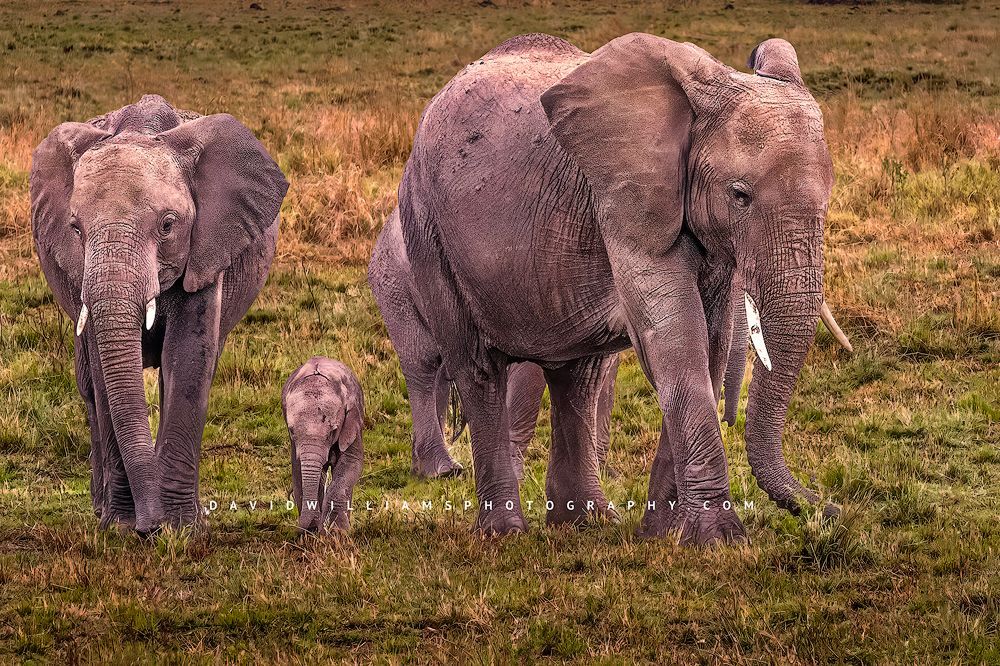 Elephant family with calf walking in the Masai Mara, Kenya