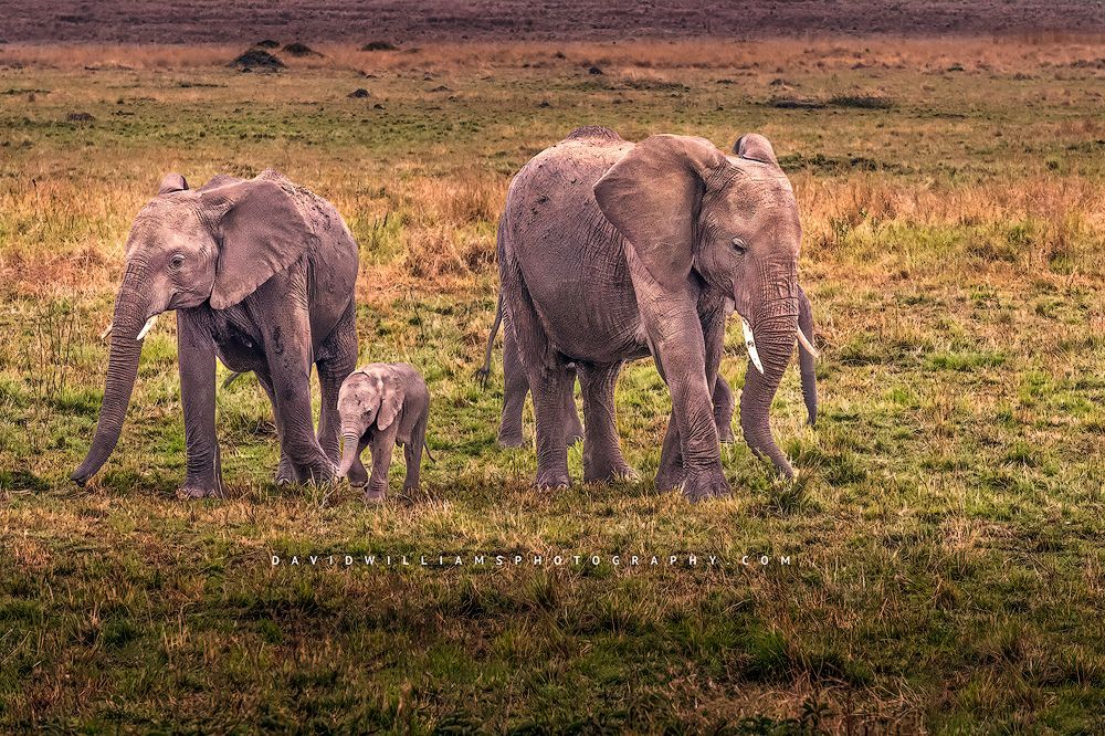 A family of elephants with baby walking in the Masai Mara, Kenya