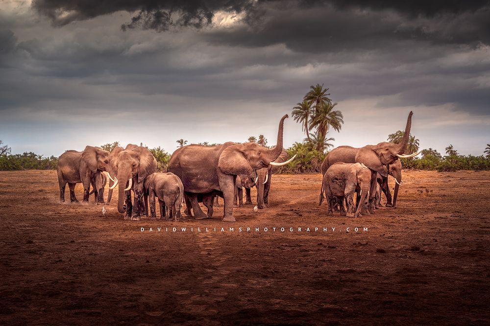 African Safari, Kenya and Uganda, the perspective of a photographer's wife