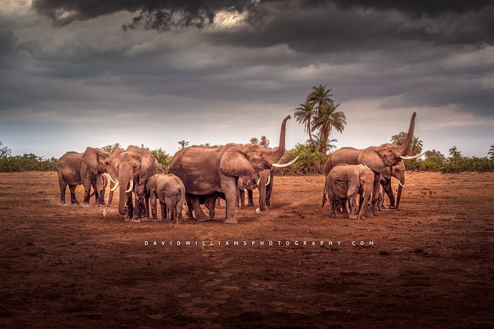A family of African elephants at a standoff in Amboseli, Kenya