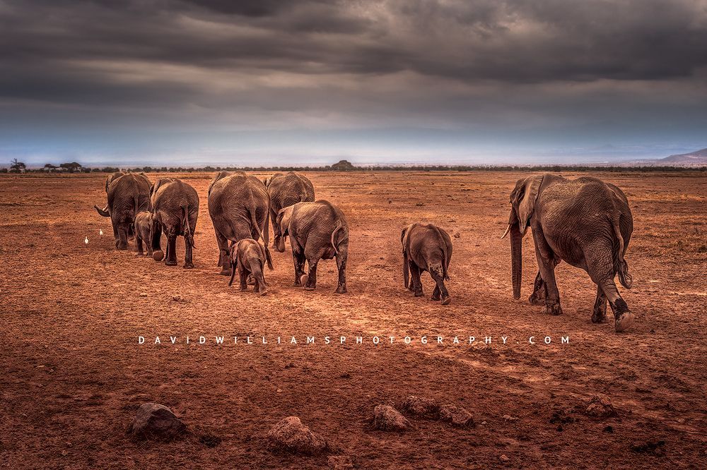 A herd of African elephants marching across Amboseli, Kenya