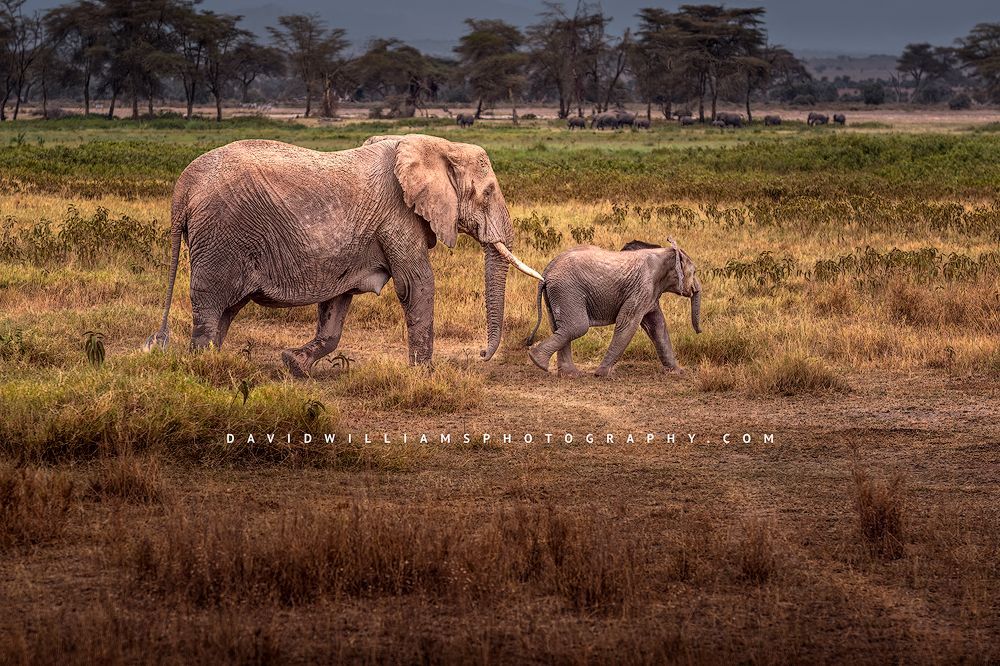 A mother Elephant and calf walking in the savanna, Masai Mara, Kenya