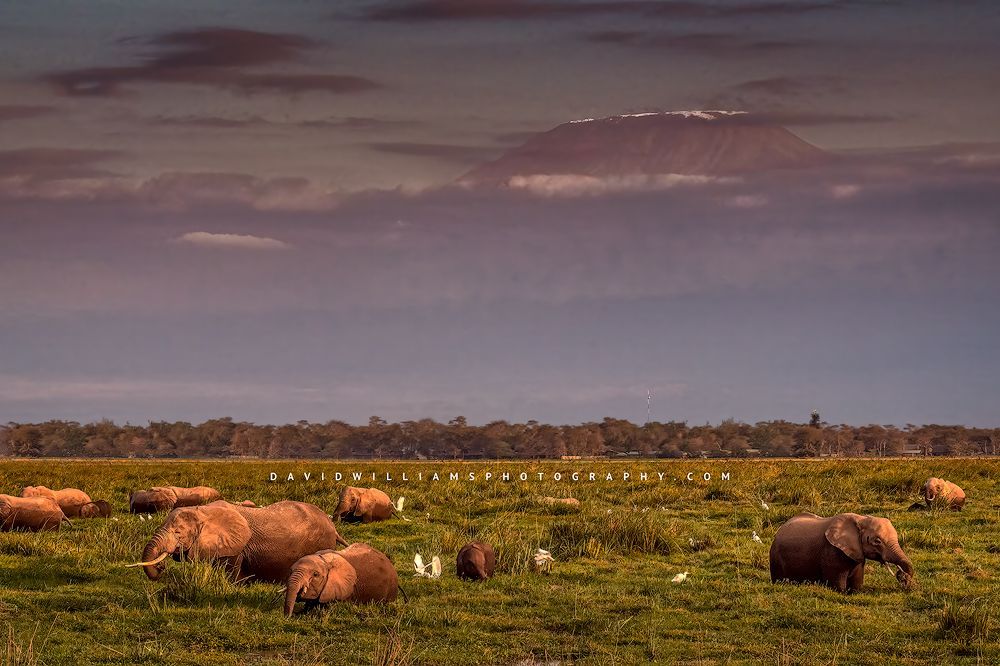 African elephants foraging in the marsh at the base of Kilimanjaro, Kenya