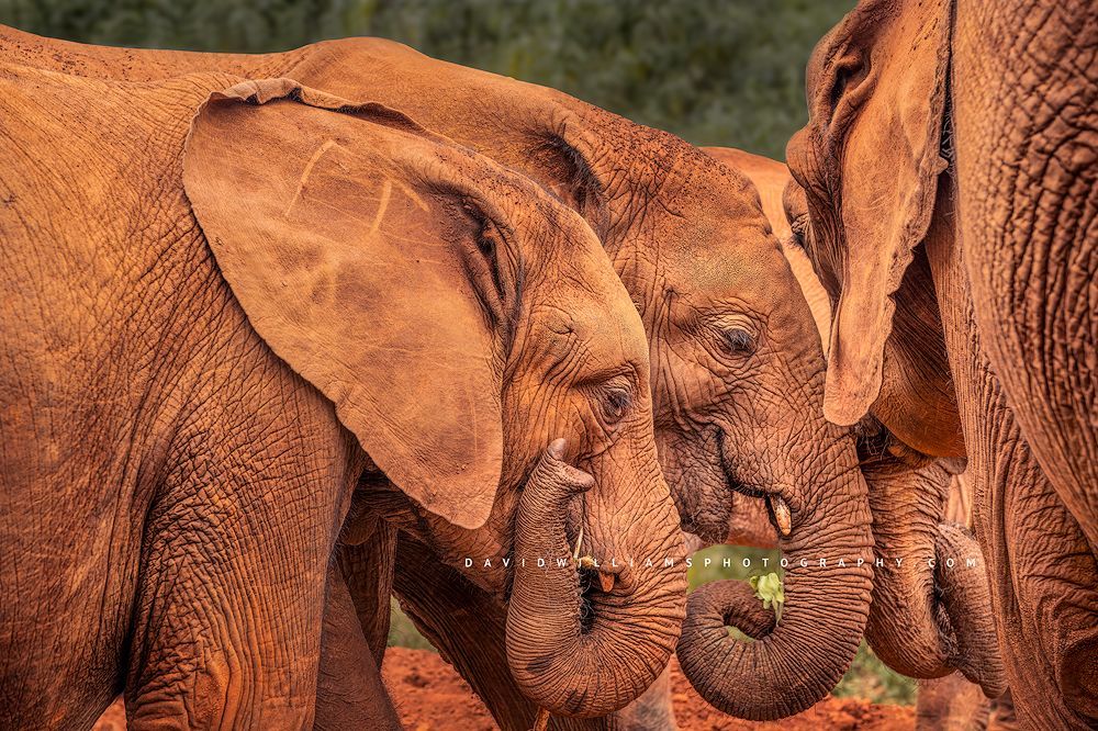 Young elephants huddled closely with their trunks twisted in unison