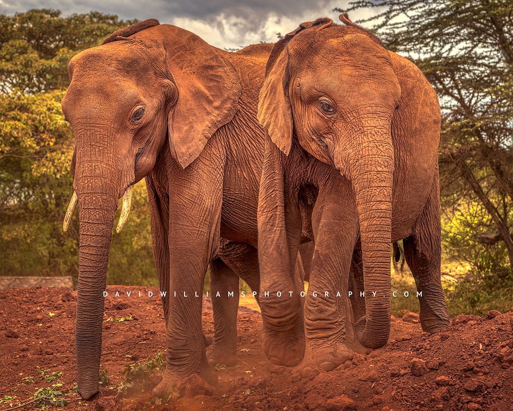 2 young African elephants from the Sheldrick Orphanage.