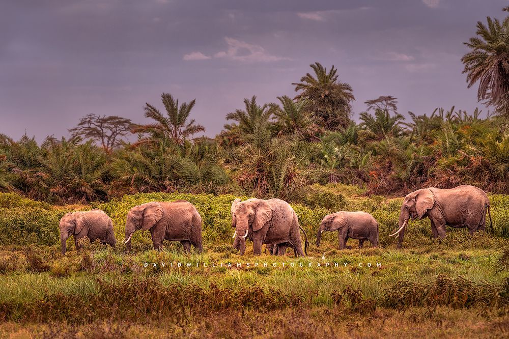 A family of elephants in the jungles of Africa