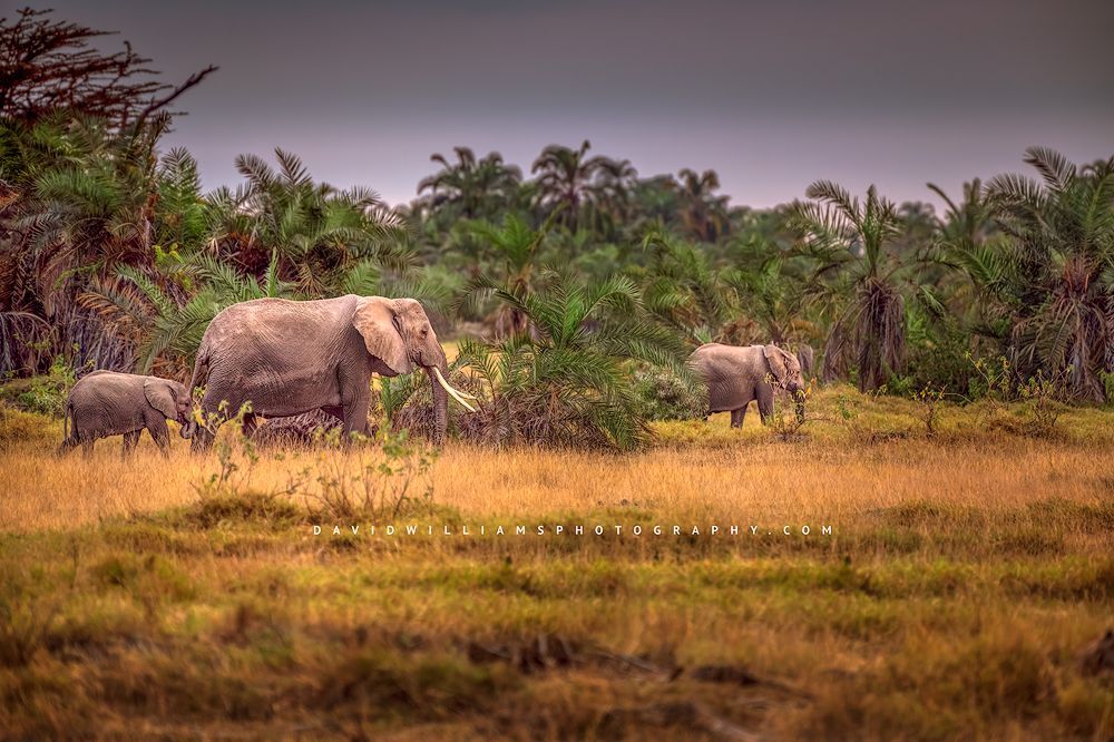 A mother elephant and two calves strolling in the forest of Amboseli, Kenya