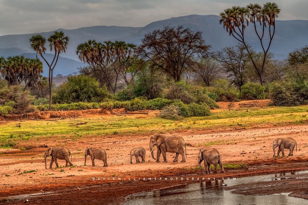 A family of Elephants walking in the jungles of Samburu National Reserve, Kenya