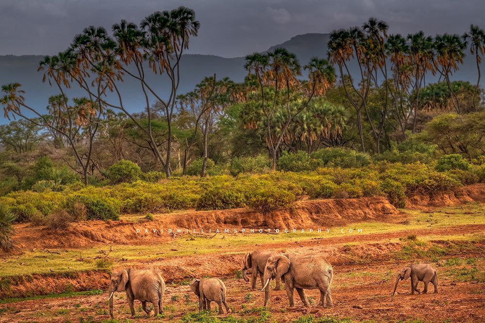 A family of Elephants in jungles of Samburu National Reserve, Kenya