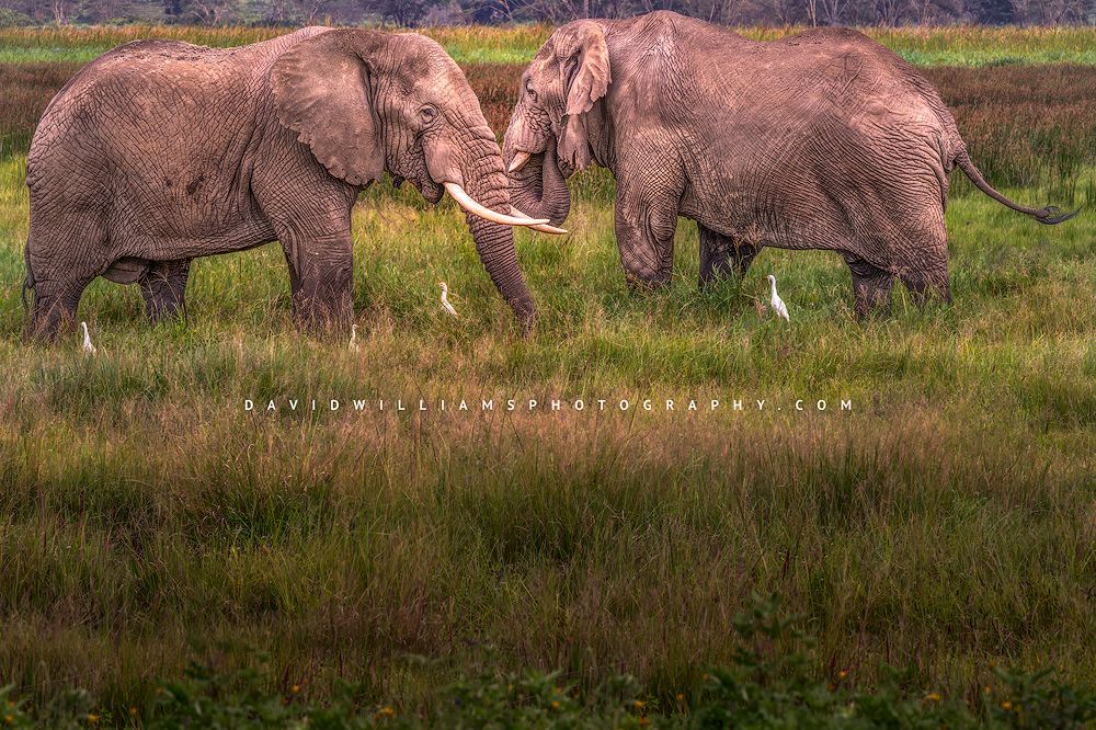 2 large elephants in Ngorongoro Crater, Tanzania, Africa