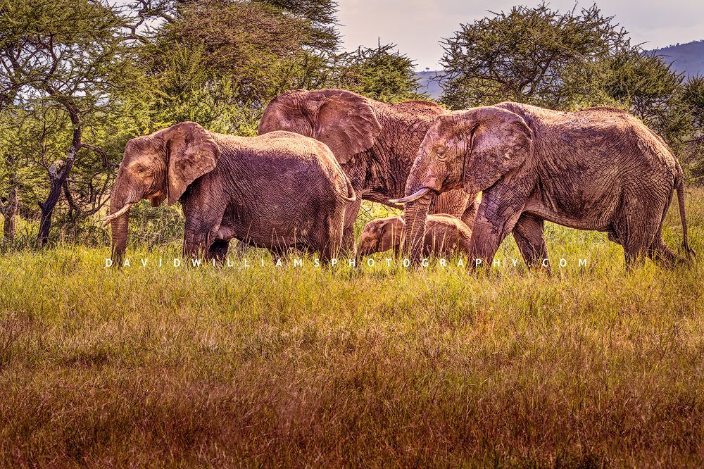 African elephant family walking across green grass in Tanzania, adults surrounding calf for safety
