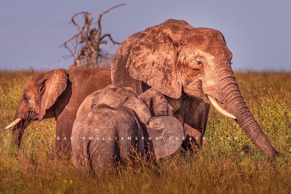 Mother elephant with juvenile and two calves feeding on green grasses in Serengeti National Park, Tanzania, Africa