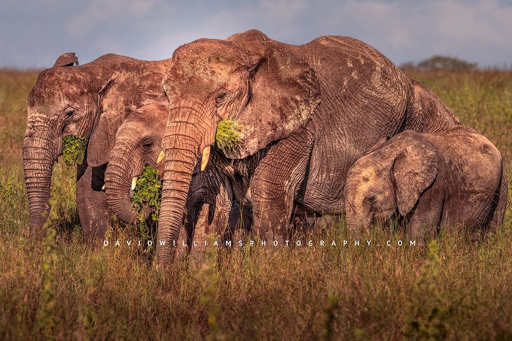 Mother elephant with juvenile and two calves eating green grasses in Serengeti National Park, Tanzania, Africa