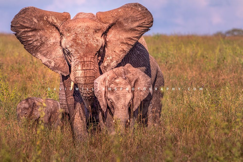 Mother elephant fanning ears to cool herself and two calves in Serengeti National Park, Tanzania, Africa