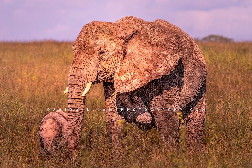 Close up of mother elephant and calf walking across green grass fields in Serengeti National Park, Tanzania, Africa