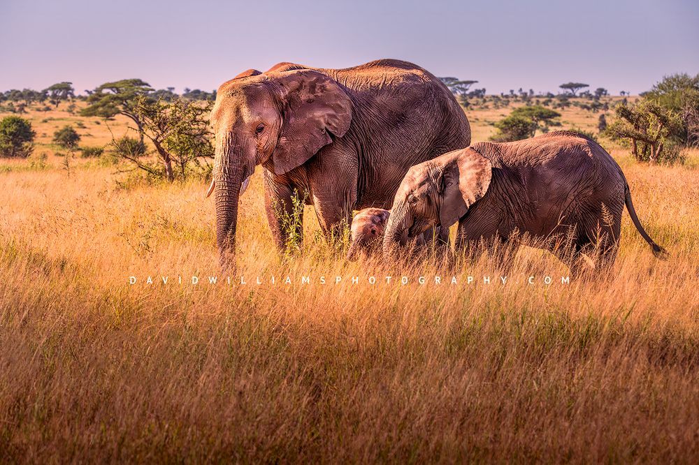 Mother elephant with sub-adult and calf facing the camera in golden grasses with warm sunlight in Tarangire National Park, Tanzania, horizontal