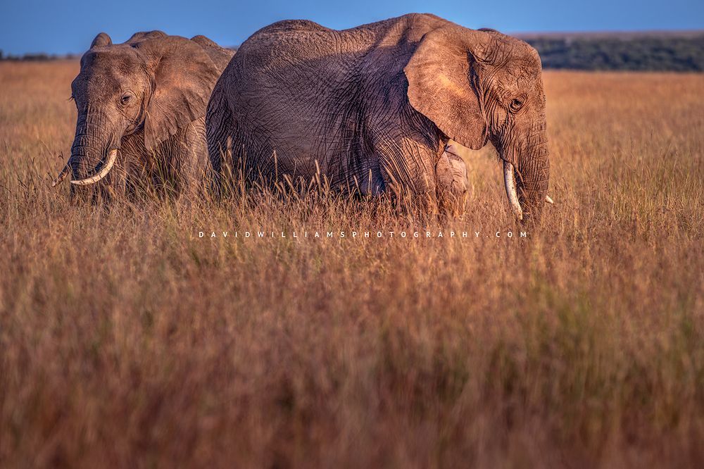 2 elephants with 2 hidden calves in golden light, Kenya