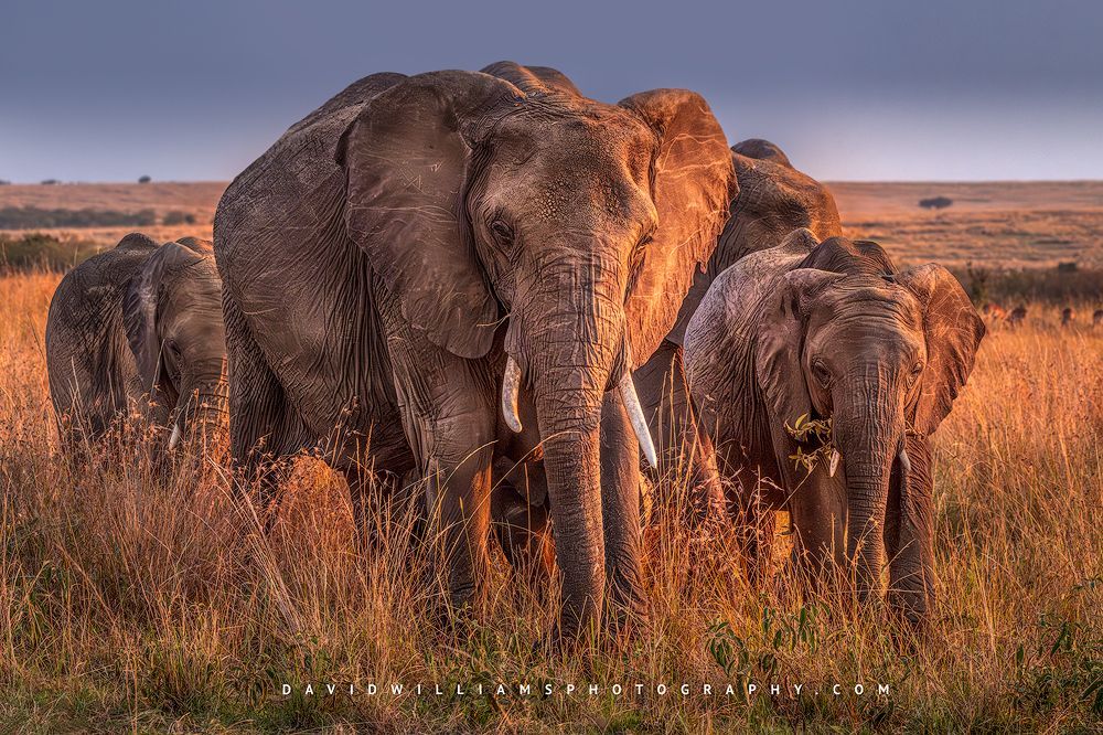 A family of elephants in golden savanna of the Mara, Kenya