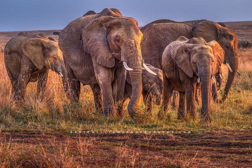 African elephants with calves in golden grass, Kenya