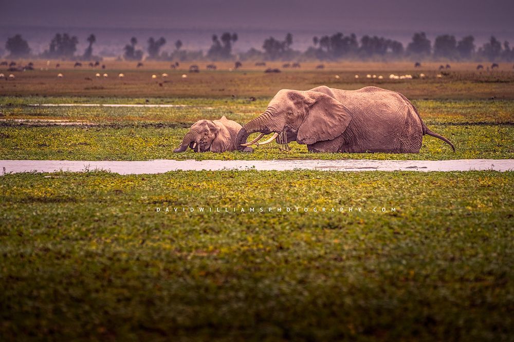 A mother and baby elephant feeding in the marsh wetlands, Africa