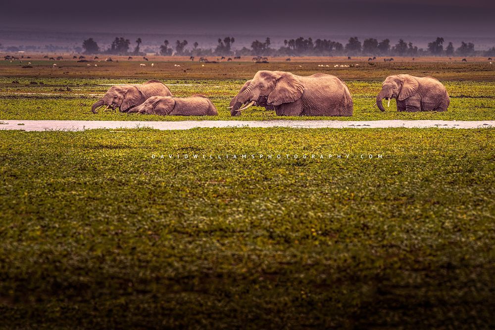 A family of African elephants feeding in the wetlands, Africa