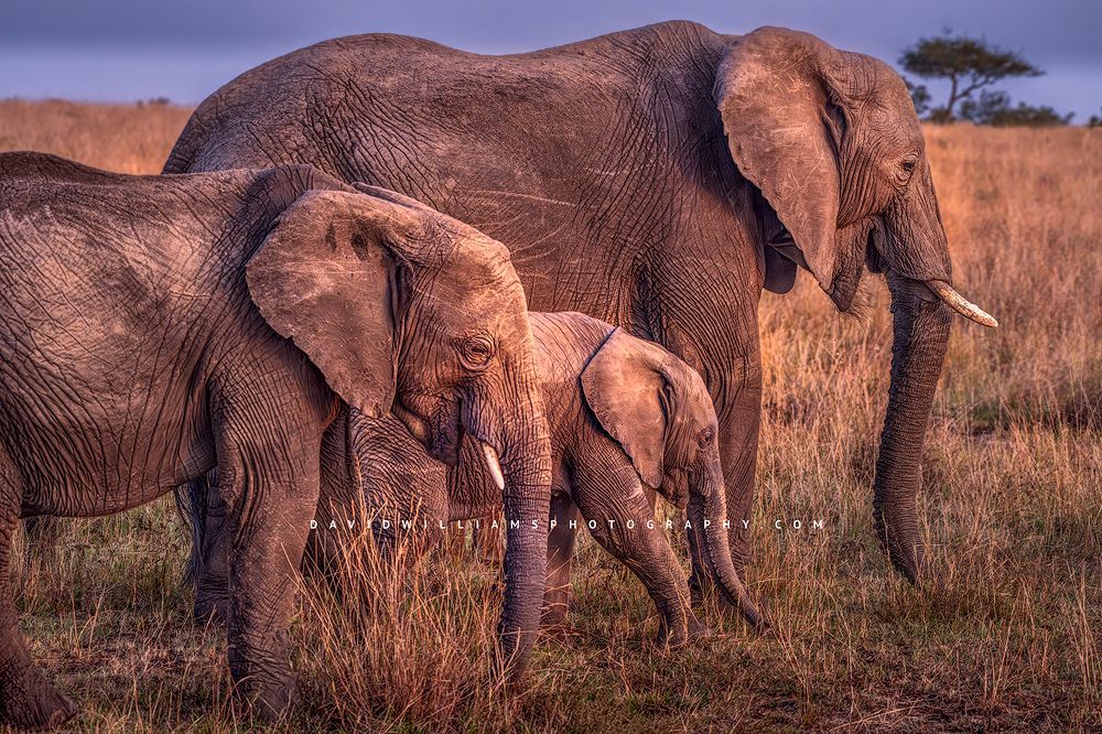 A family of elephants walking horizontally in golden light