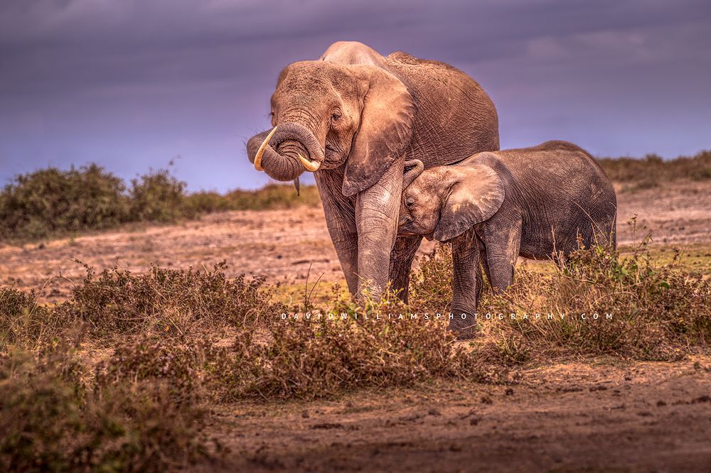 An African elephant breast feeding baby calf, Kenya, Africa