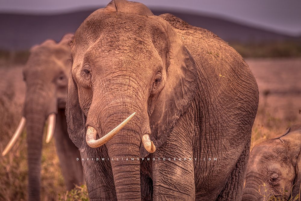 A family of large African elephants with calf, Kenya, Africa