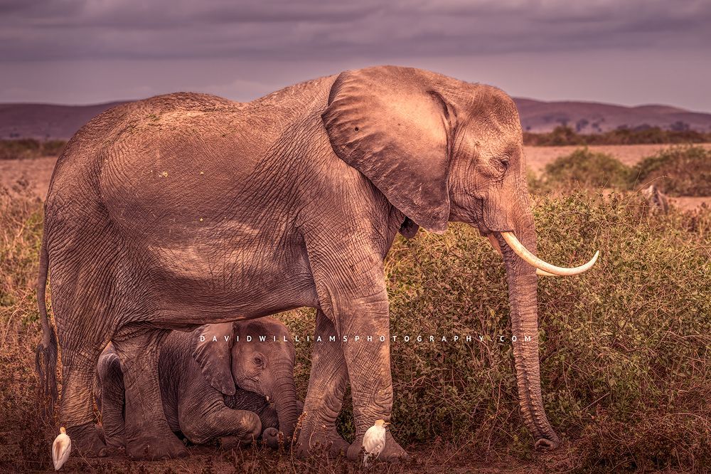A young calf elephant lays down below mother for some rest, Kenya, Africa