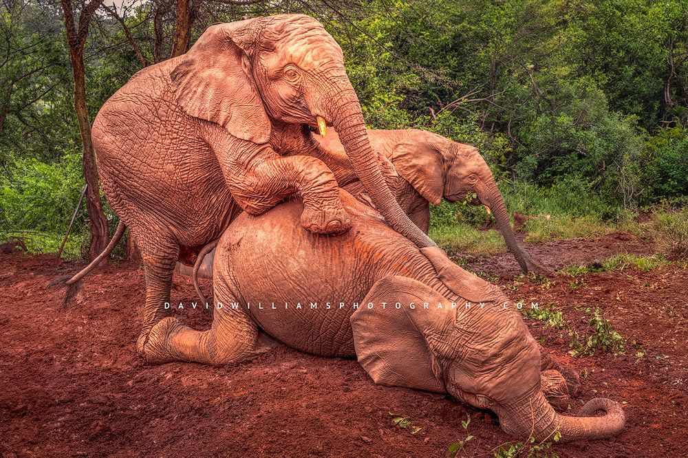 Orphan elephant calves playing in the mud, Nairobi, Kenya