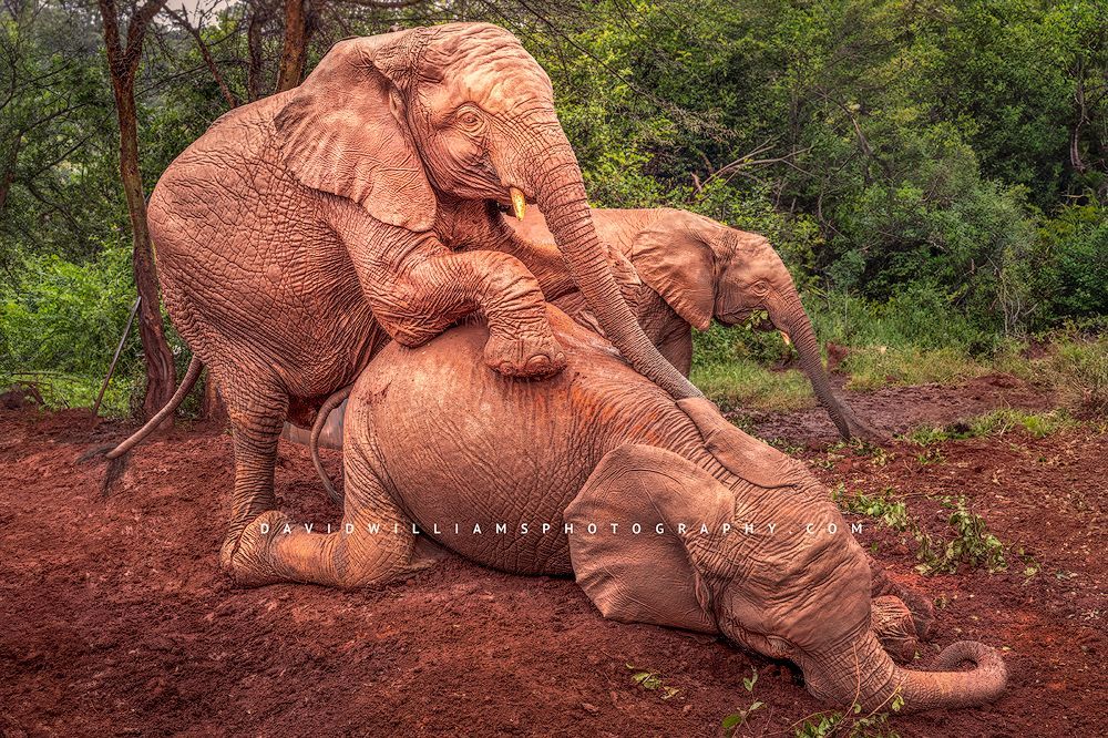 Orphaned elephants enjoy a muddy play session in Nairobi’s red earth Young orphan elephants covered in red mud after playing in Nairobi, Kenya