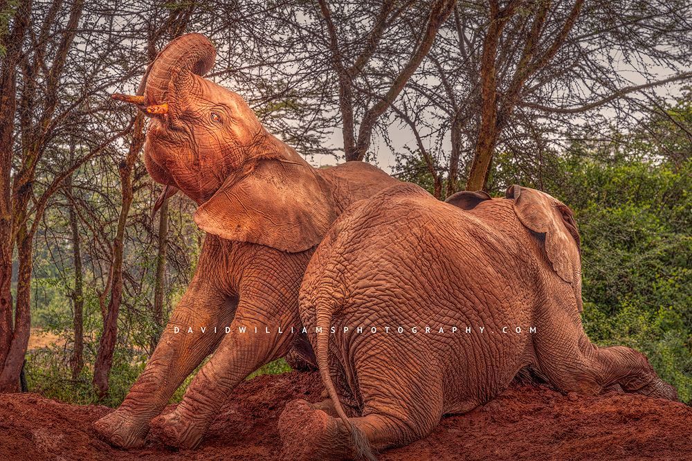Orphan elephant calves playing in the mud, Sheldrick, Nairobi