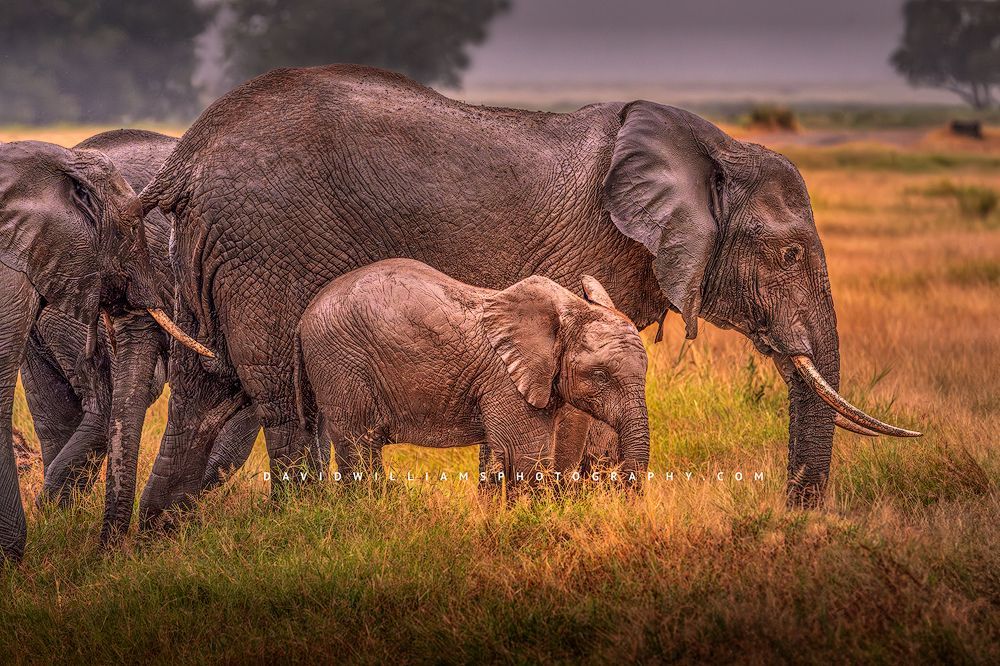 A large male elephant leading family in a rainstorm, Kenya