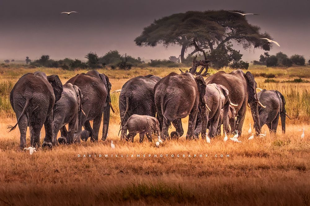 An elephant is crossing the tundra in a thunderstorm, Kenya