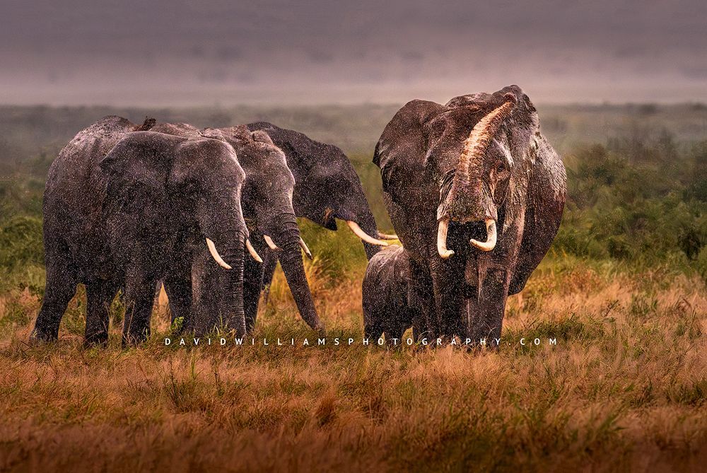 A large female elephant leading family in a rainstorm, Kenya