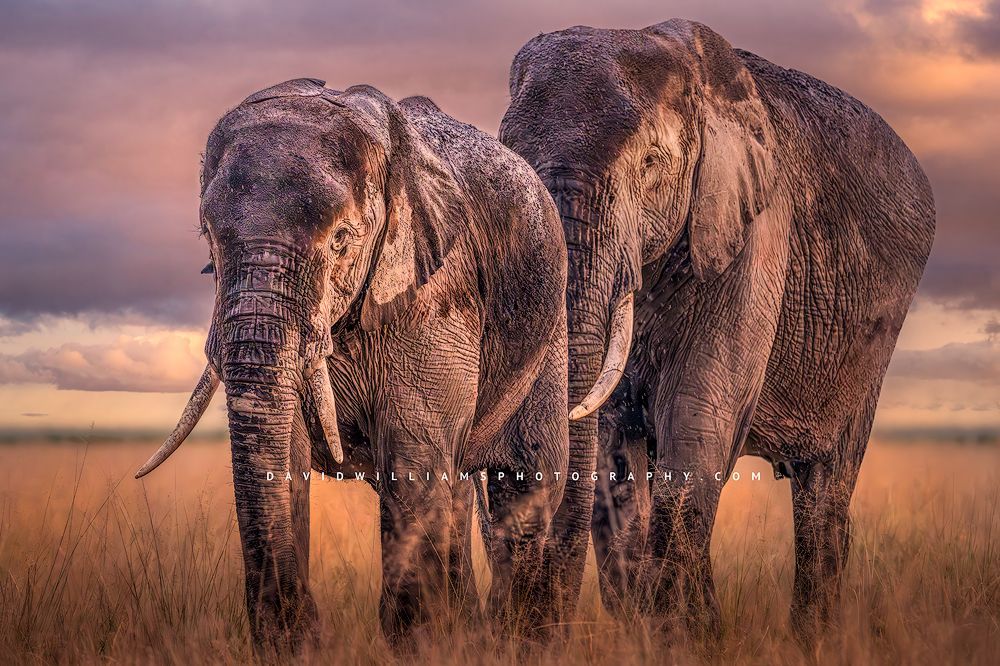 Elephants in the rain with colorful sunset in background, Kenya