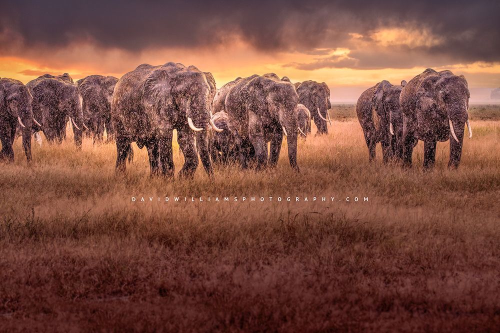 A large herd of elephants in a rain storm against colorful skies
