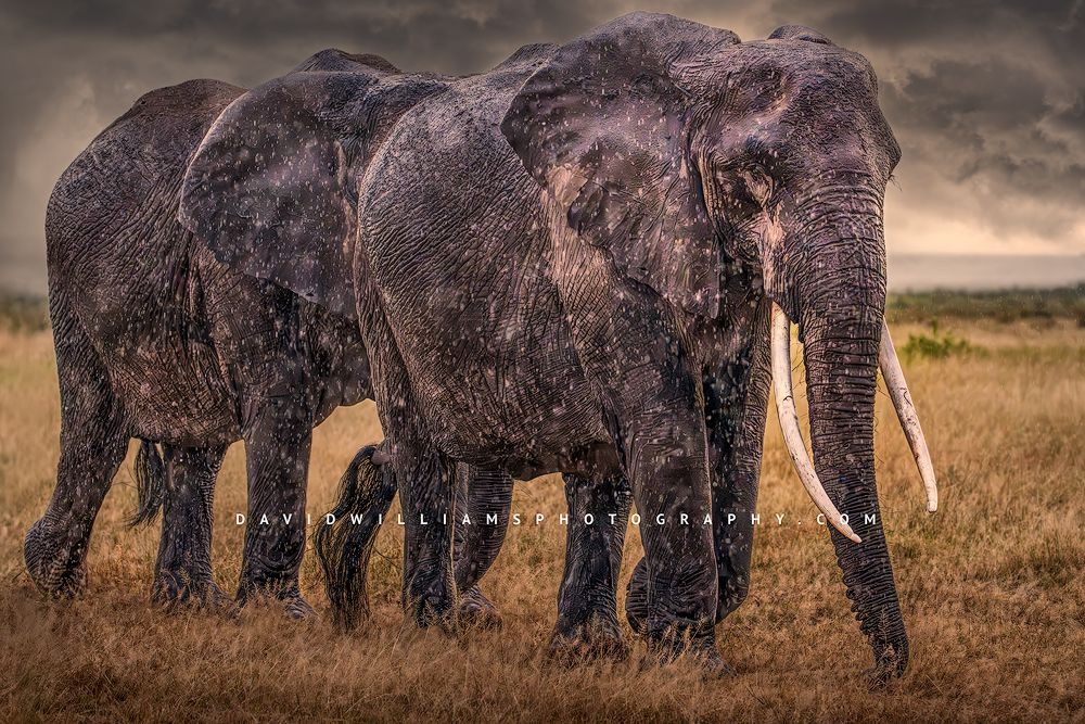 Elephants in the rain with thunder clouds in background, Kenya