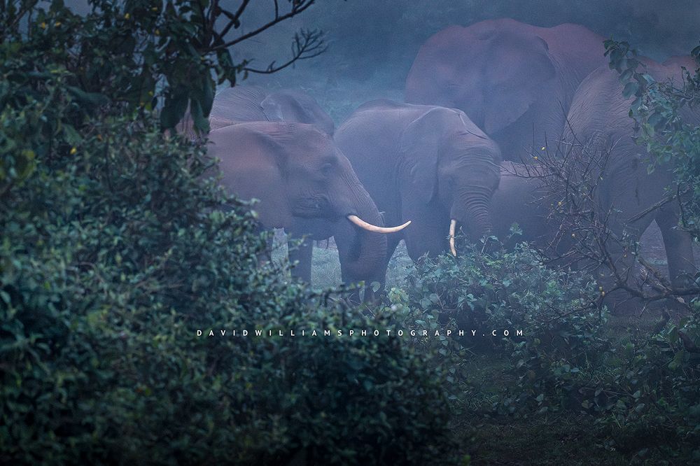 African Elephants before sunrise on a blue foggy morning, Ark Lodge, Kenya, Africa