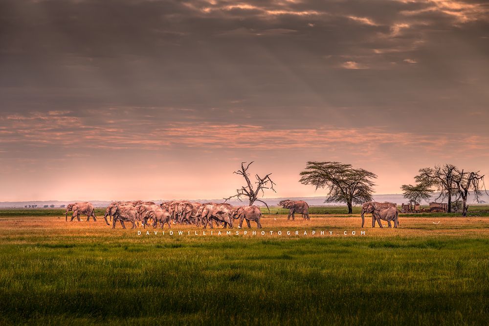Elephants march across golden grasses, Kenya, Africa