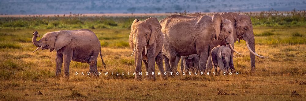 African elephant family eating grass in Amboseli, Kenya, Africa